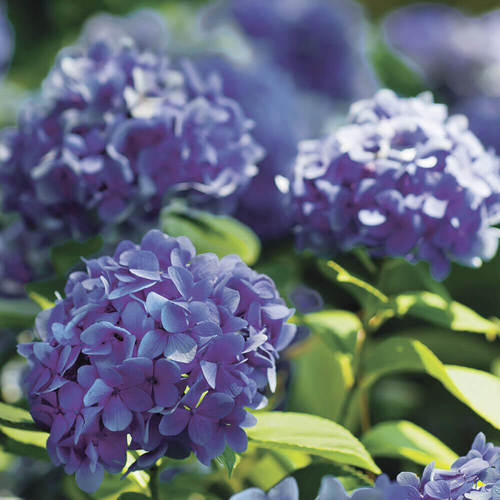 Hydrangea Candle