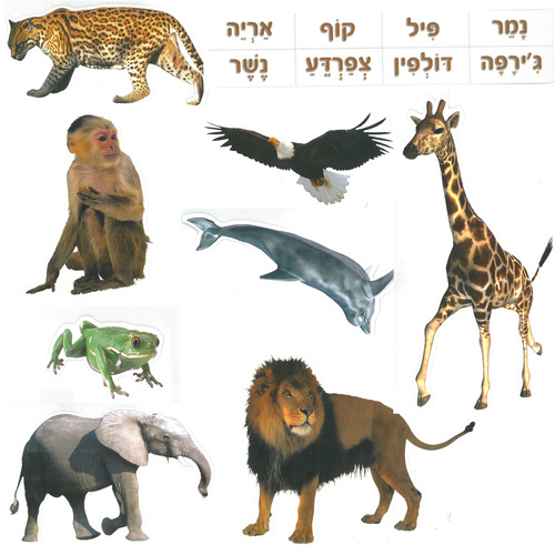 ערכת תמונות חיות בר לקישוט והמחשה
