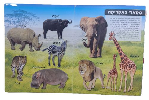 ספר פעוטות וילדים ענק - עולם החיות בתמונות