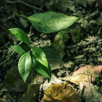 שמן אתרי הו ווד 10 מ"ל | Ho-wood | Cinnamomum camphora