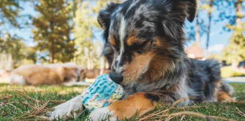 Morel™ Dog Toy