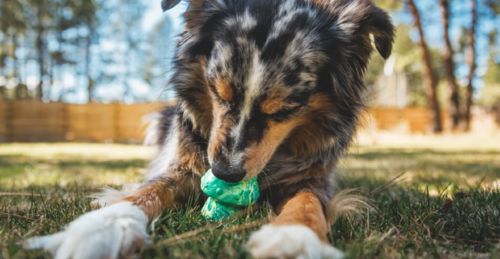 Toadstool™ Dog Toy