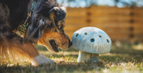 Porcini™ Dog Toy