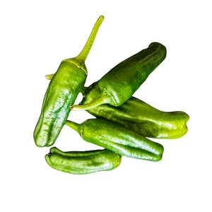 פלפל פדרון ספרדי 