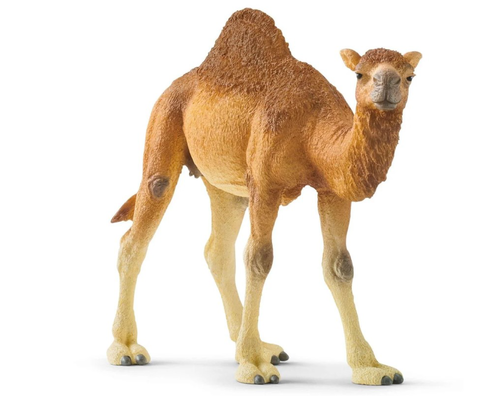 חיה בודדת גמל  6975431026124