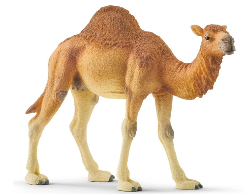חיה בודדת גמל  6975431026124