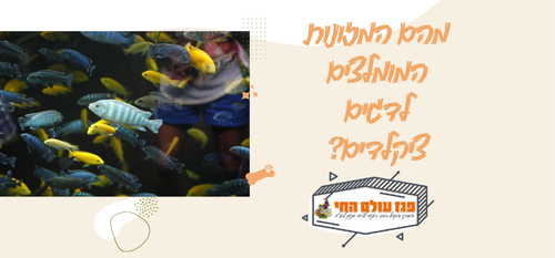 מהם המזונות המומלצים לציקלידים ? תזונה מותאמת לדגים חזקים ופעילים