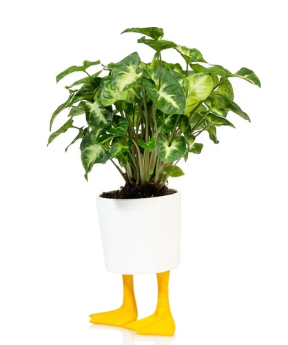 גלי לעציץ מעוצב רגלי ברווז קטן Duck Feet Planter S