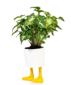 גלי לעציץ מעוצב רגלי ברווז קטן Duck Feet Planter S
