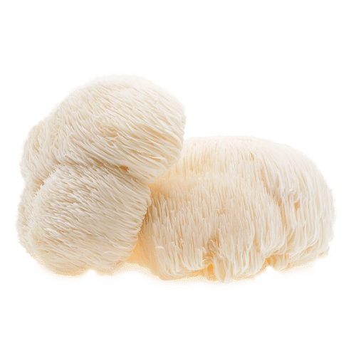 אבקת רעמת האריה | Hericium erinaceus