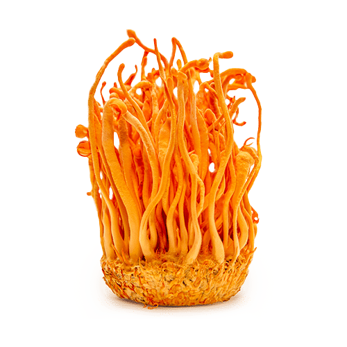 כמוסות קורדיספס | Cordyceps sinensis