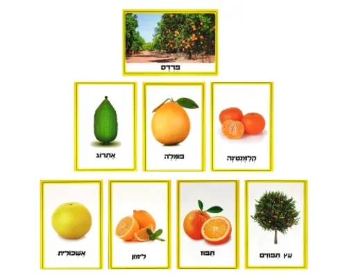 ערכת תמונות - פירות הדר