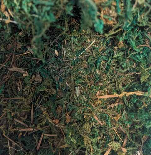 דשא-ליצירה-אזוב-טחב-moss