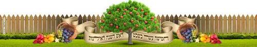 כתר טו בשבט אילן 