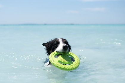 צעצוע לכלב קיווי ווקר פריסבי קטן TPR frisbee