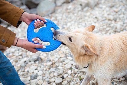 צעצוע לכלב קיווי ווקר פריסבי קטן TPR frisbee