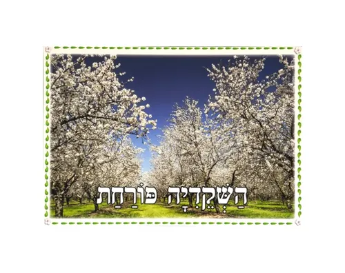 ערכת תמונות - ט