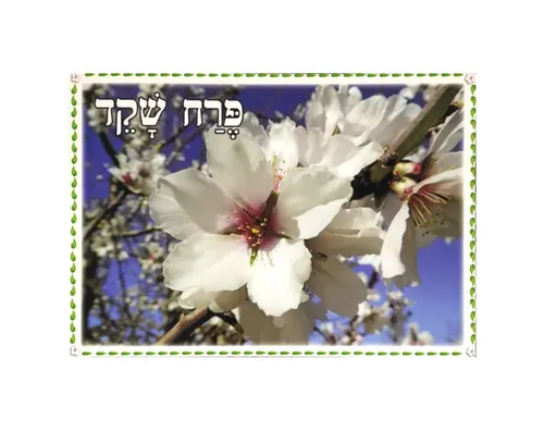 ערכת תמונות - ט