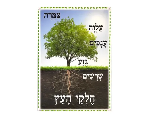 ערכת תמונות - ט