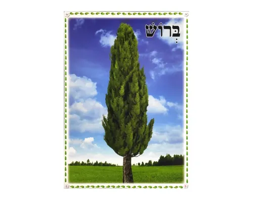 ערכת תמונות - ט
