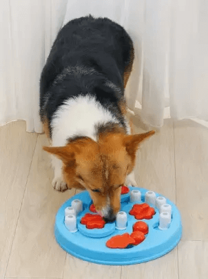 אמ-פטס M-Pets צעצוע חשיבה לכלב מחביא חטיפים איינשטיין בצורת עיגול רמה3