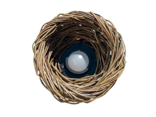 nest