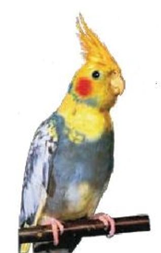 קוקטייל מיוחד וויט פייס או קינמון