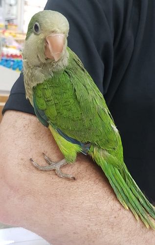 קוואקר 