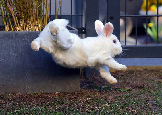 למה הארנב שלי קופץ באוויר (Binkies) ומה זה אומר?