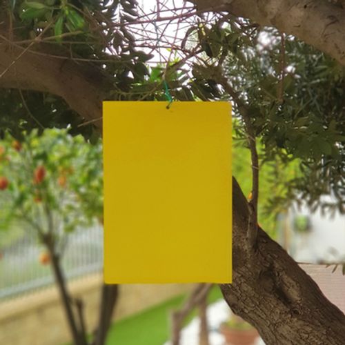 לוח דבק צהוב ללכידת זבובים וחרקים מעופפים פרוטקו