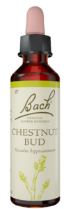 CHESTNUT BUD | טיפות לשתייה על בסיס תמציות פרחי באך | מכיל 20 מ"ל |