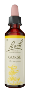 GORSE | טיפות לשתייה על בסיס תמציות פרחי באך | מכיל 20 מ"ל |