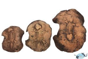 מערת אבן "מאובן" חום 5*9 CERAMIC NATURE 10 ס"מ