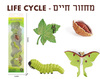 ערכת מחזור החיים של עש ירוק
