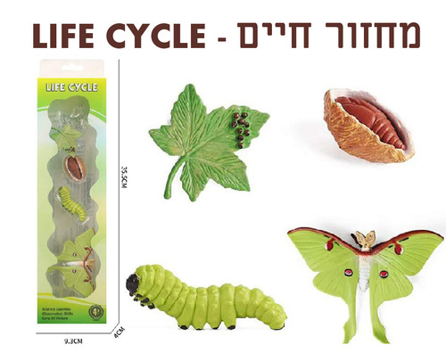 ערכת מחזור החיים של עש ירוק