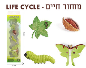 ערכת מחזור החיים של עש ירוק