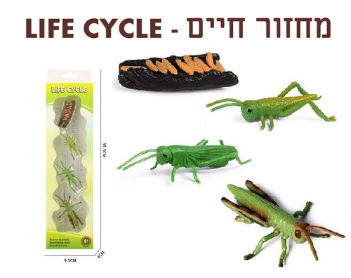 מעגל החיים ארבה  6975440505931