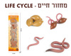 ערכת מחזור החיים של תולעת אדמה-צעצוע למידה