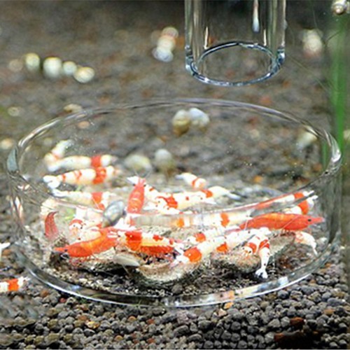 צלחת האכלה שקופה | HS AQUA GLASS SHRIMP FOOD PLATE 30 CM
