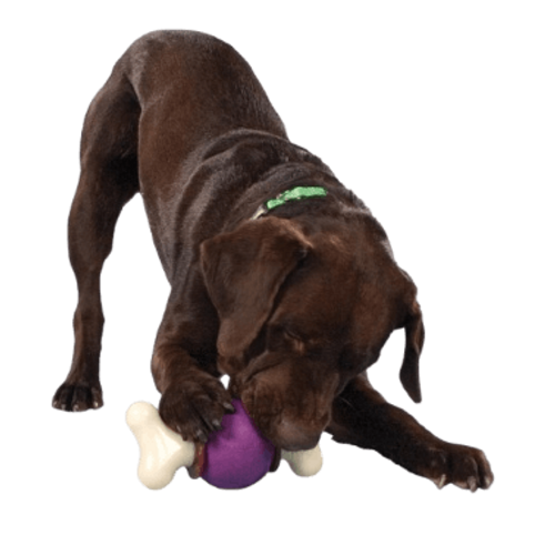 נשכן וכדור BUSY BUDDY מידה M