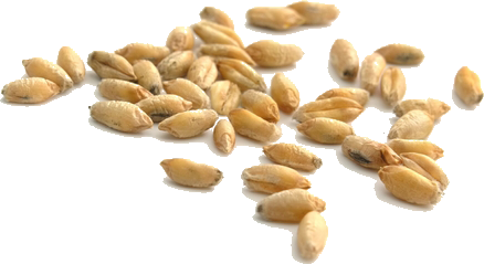 שמן נבט חיטה