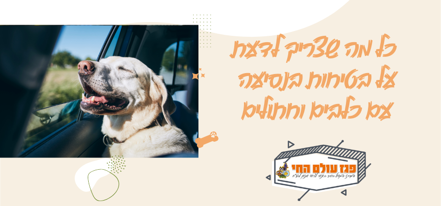 איך שומרים על חיית המחמד בטוחה ברכב? כל מה שצריך לדעת על בטיחות בנסיעה עם כלבים וחתולים