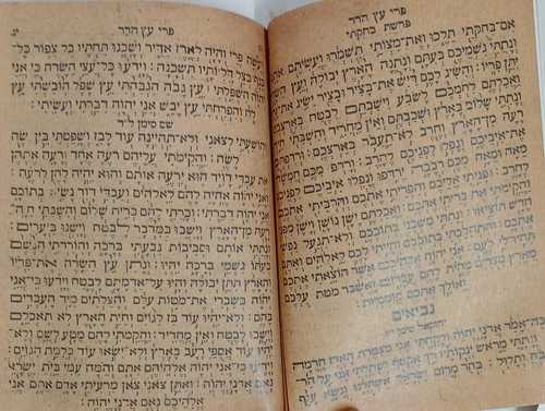 פרי עץ הדר - אלג'יר