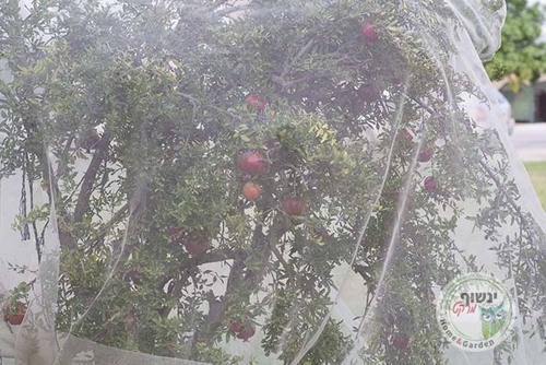 רשת הגנה לעצי פרי מפני מזיקים וציפורים - לבנה 5X5