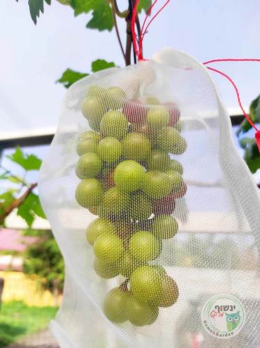 שקיות הגנה לפירות ממזיקים 20X30 - מארז 50 יחידות