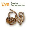 Superworms Live – תולעי קמח – XL
