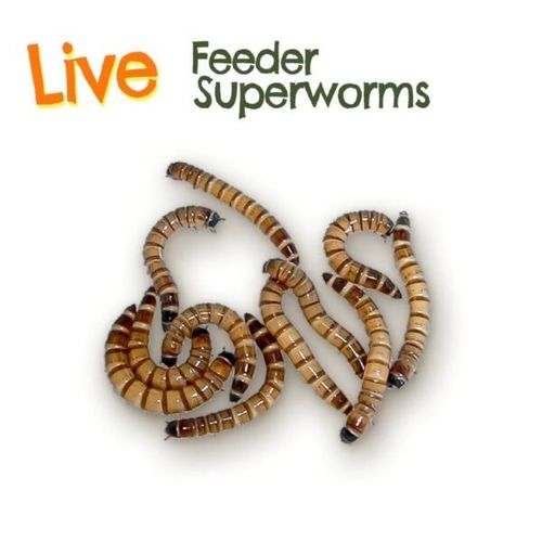 Superworms Live – תולעי קמח – XL