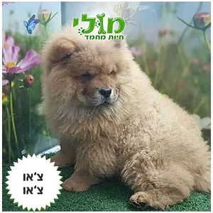 גור צ