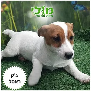 Jack Russell Terrier -גורי גק ראסל