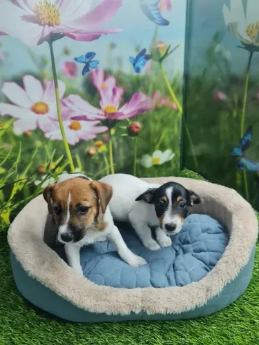 Jack Russell Terrier -גורי ג'ק ראסל